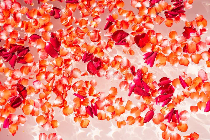 516 Beautiful Bathtub Red Rose Petals Stock Photos Free & Royalty
