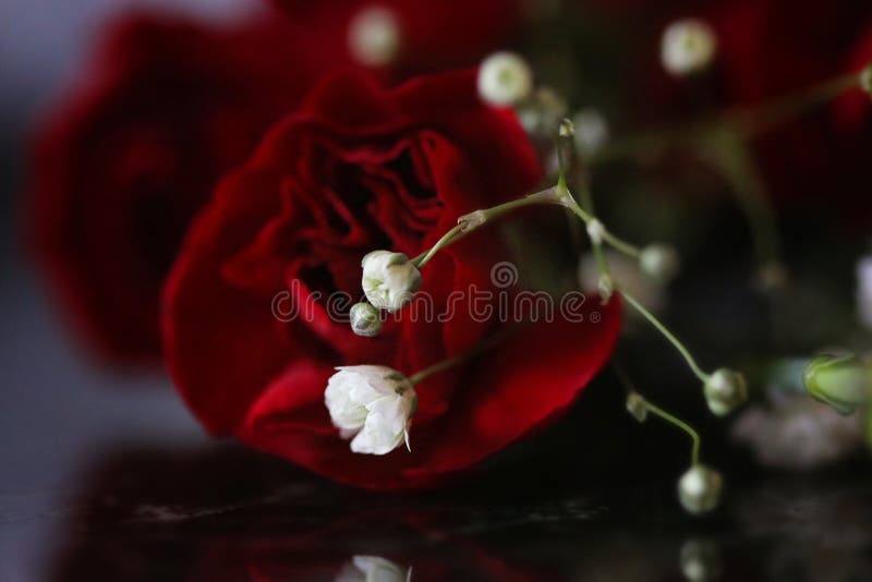 Red Rose Flower And White Baby'sbreath Flower Picture. Image 110174446