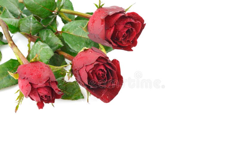 Beautiful red rose flower stock photo. Image of flora 37565064