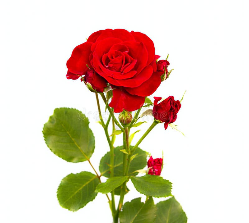 Rose flower stock image. Image of love, petal, bloom - 36228927