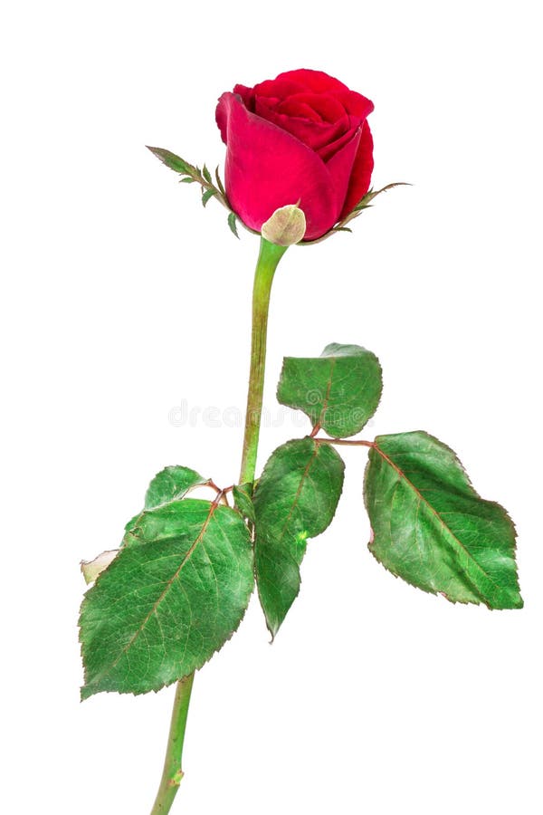 Red Rose Flower with Water Droplet on White Background Stock Photo