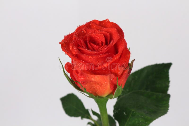 Red Rose Flower on the White Background Stock Photo Image of bouquet