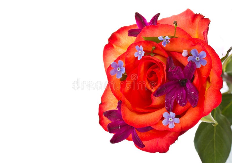 Red rose with flowers hyacinth