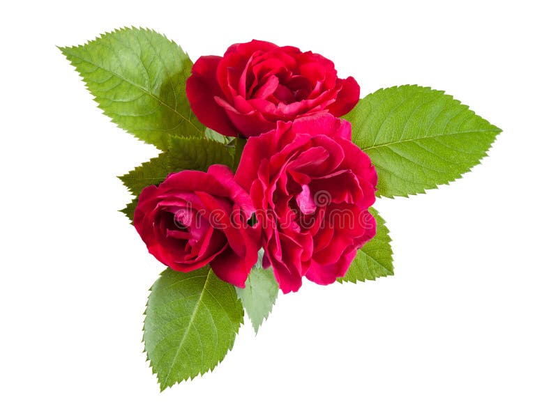 Red Rose Flowers with Leaves Stock Image - Image of open, dogrose: 31385715