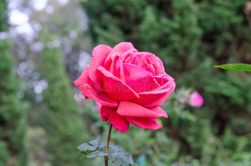 Rose Follower Stock Photos - Free & Royalty-Free Stock Photos from ...