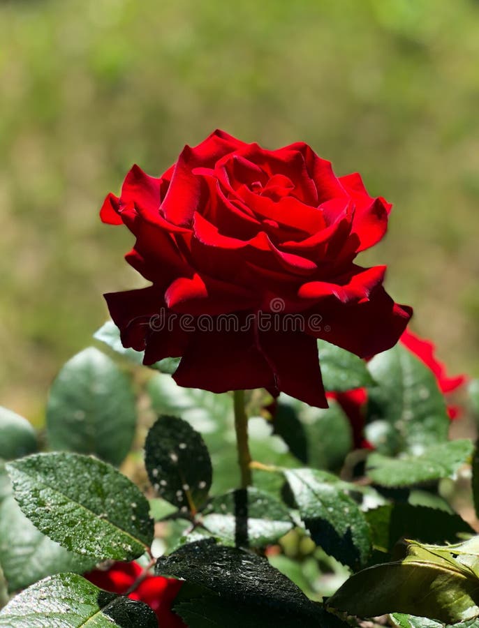 Red Rose Stock Photo Image Of Spring Color Rose Nature 117931234