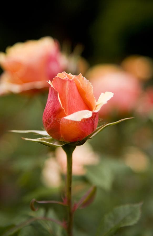 Red Rose in a Garden