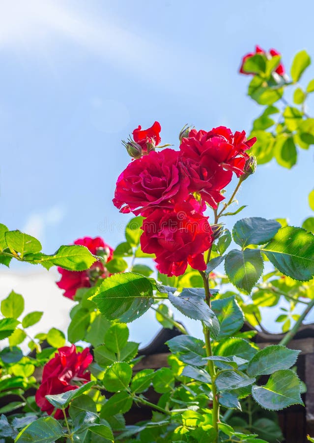 Red Rose in a Garden Close Up. Stock Image - Image of flower, peach ...