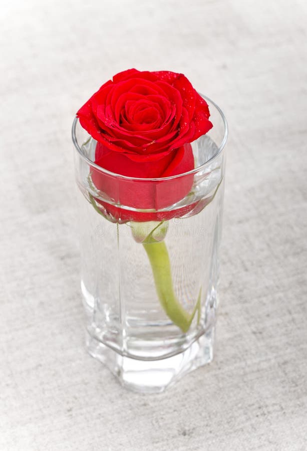 Red Rose in Glass stock image. Image of beauty, love 25516925