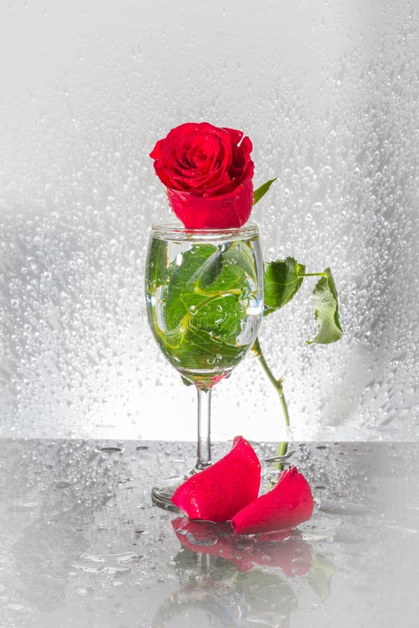 Red Rose on glass stock image. Image of lovely, natural 38874447