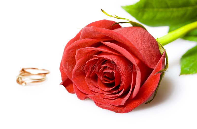 Red rose and gold wedding rings