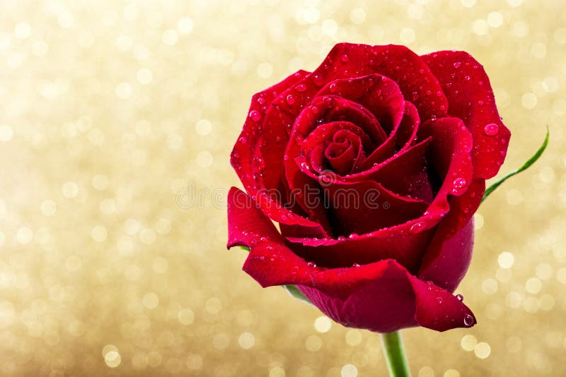 Red rose on golden glitter background. Love concept valentines day. Copyspace. Day copyspace stock images, royalty-free photos and pictures