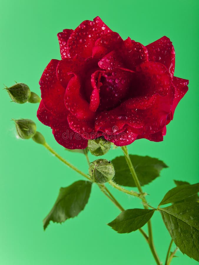 Red Rose on a Green Background Stock Image Image of color, detail 186483265