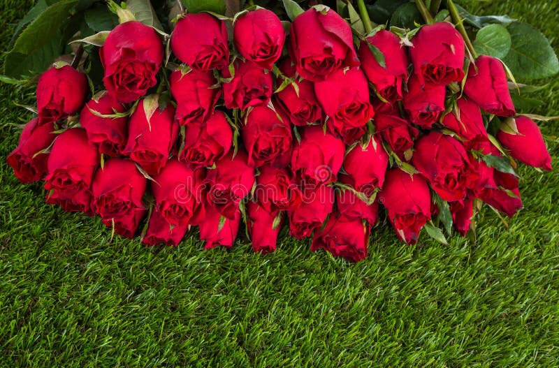 Red rose on green grass stock image. Image of love, gift 50131487