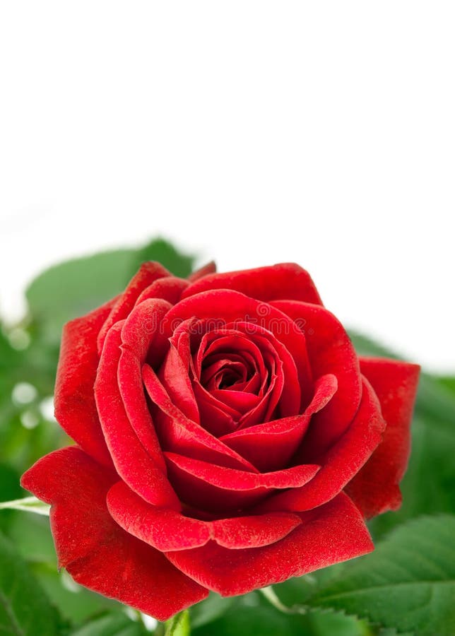 Red rose with green leaf stock photo. Image of flower 23810336