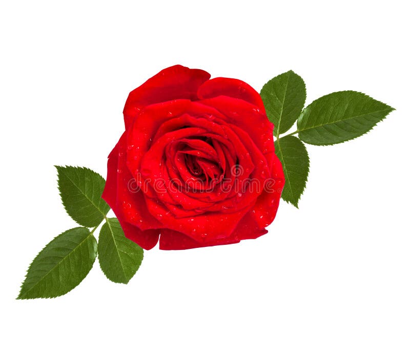 Red Rose with Green Leaves Isolated Stock Image - Image of bunch ...