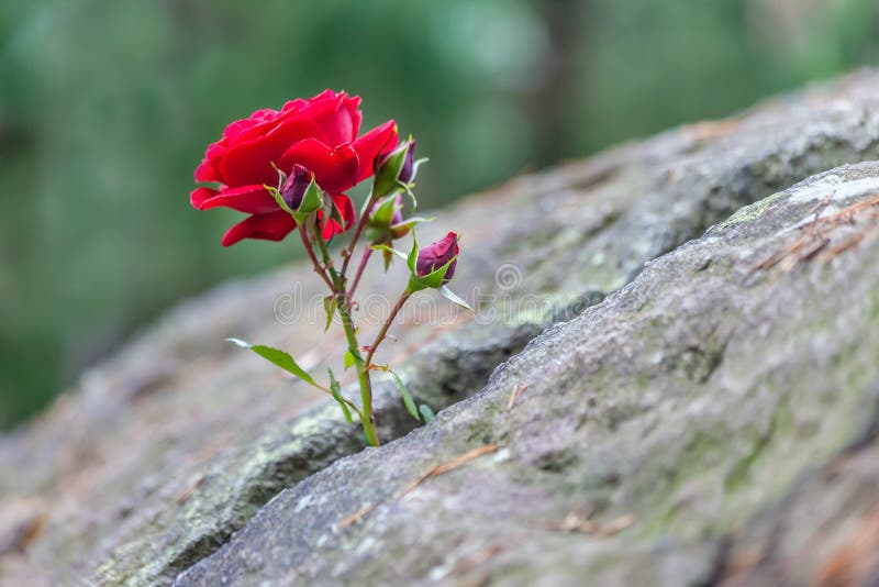 Rose Growing Crack Stock Photos Free & RoyaltyFree Stock Photos from