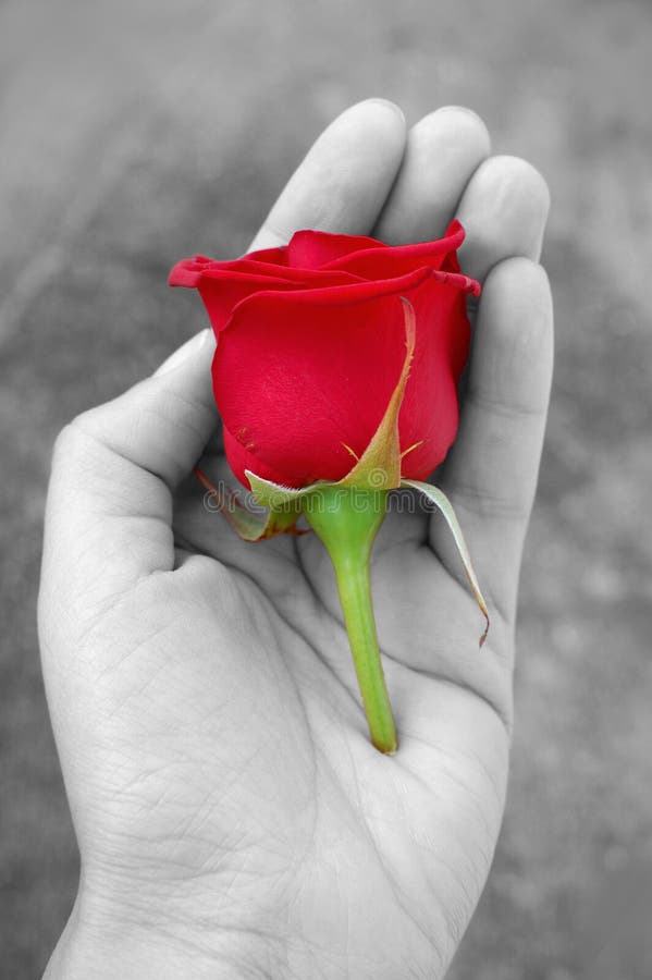 Red rose in hand stock photo. Image of romance, wedding 18209544