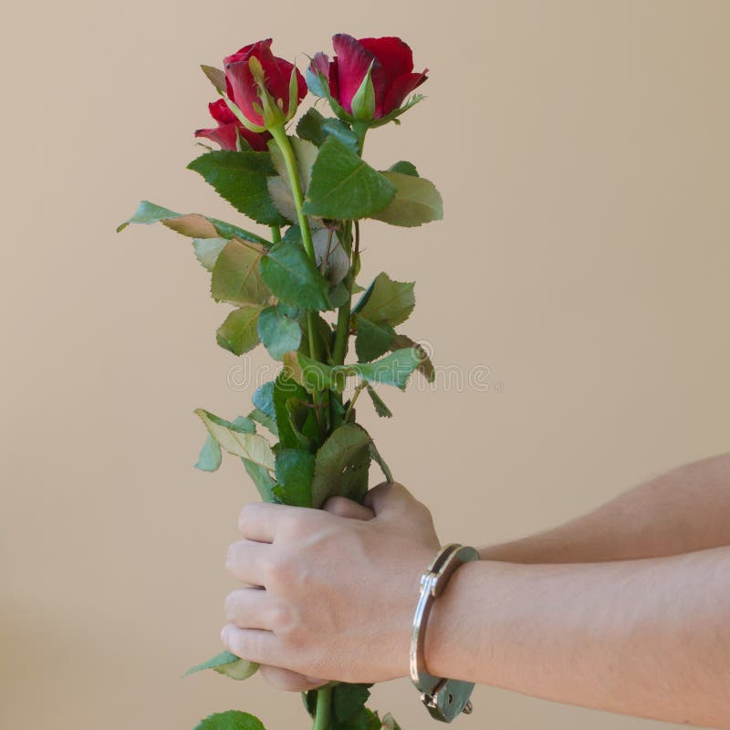 877 Red Rose Flower Hand Men Stock Photos Free & RoyaltyFree Stock