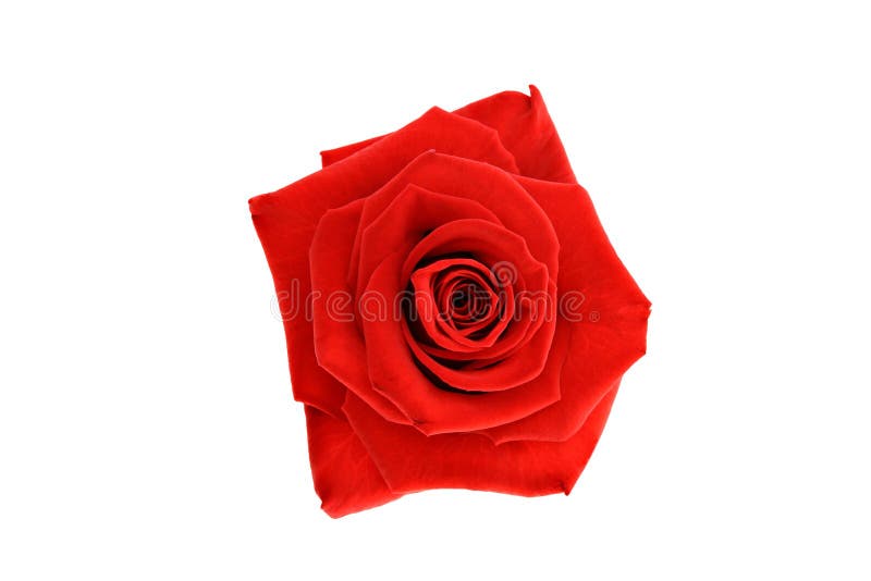Với một hình ảnh hoa hồng đỏ được cô lập, bạn có thể tùy ý thêm vào bất kỳ nền nào mà bạn muốn để tạo thành một thiết kế tuyệt đẹp. Với dạng cô lập, bạn cũng có thể đặt hình ảnh của hoa hồng vào bất kỳ hình nền nào và nó sẽ vẫn giữ nguyên được độ sắc nét và độ phân giải cao.