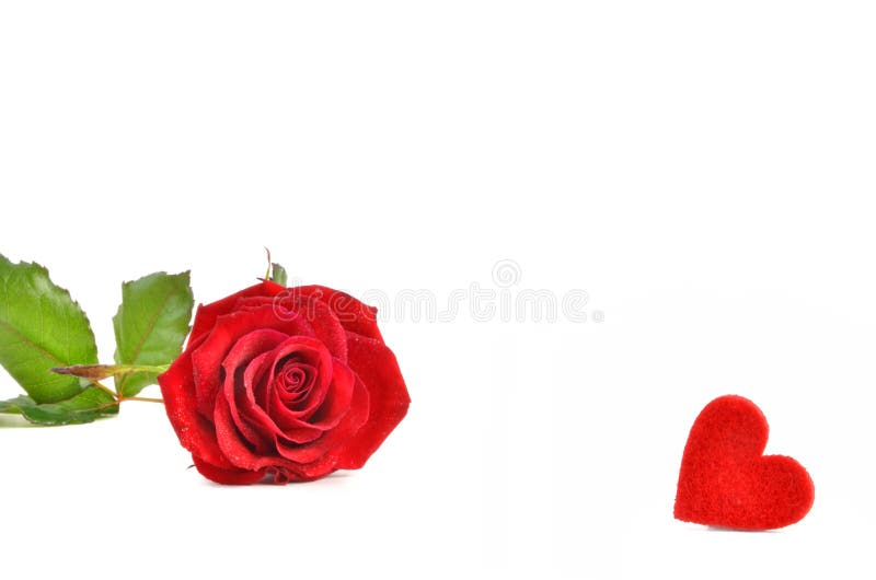 Red Rose and Heart royalty free stock images Red Rose and Heart royalty free stock images