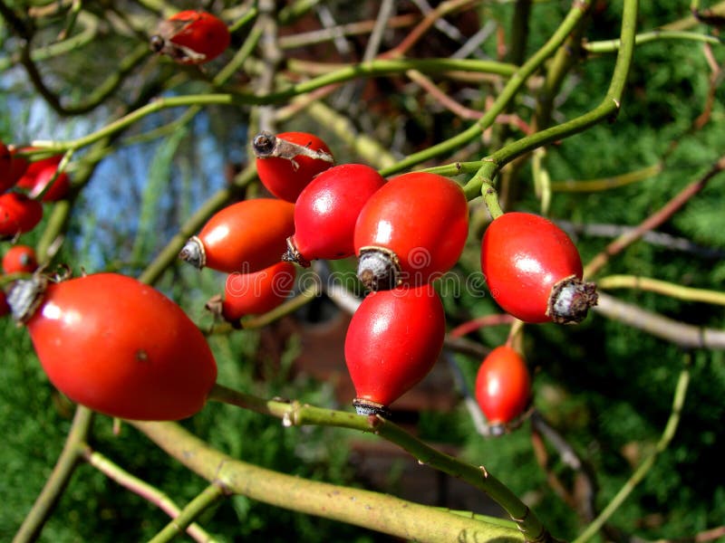 Red rose hips stock photo. Image of closeup, healthy 16089884