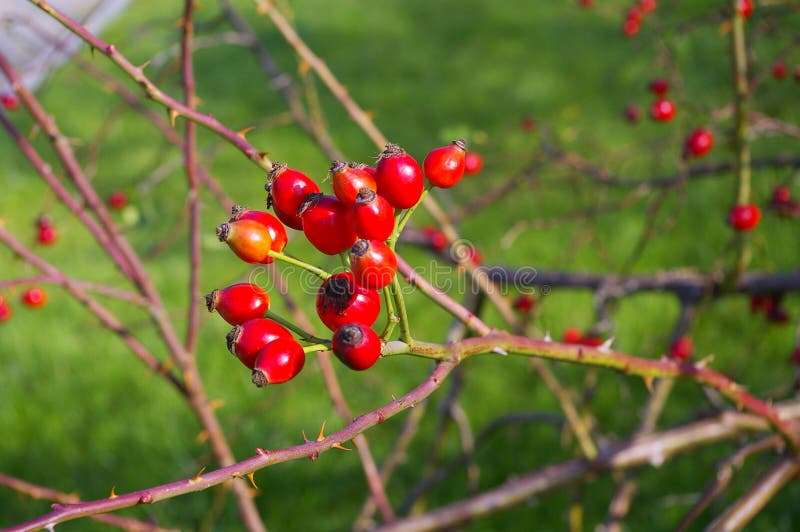 Red rose hips stock photo. Image of beauty, floral, pink 45463276
