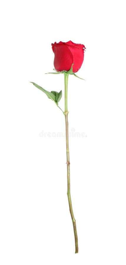 Red rose, isolated.