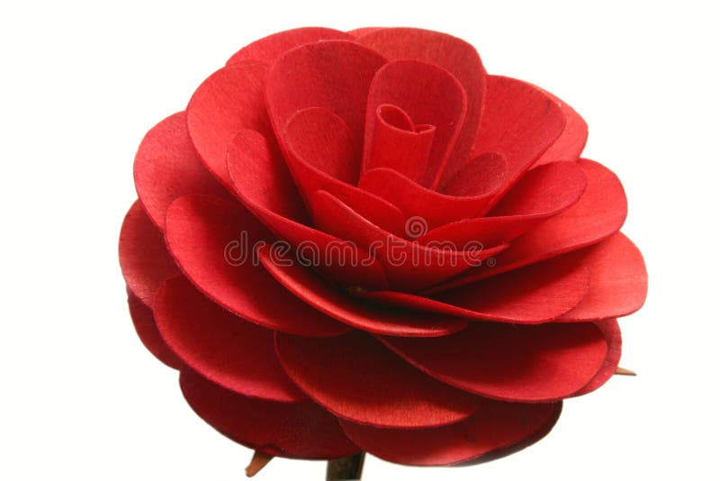 Red rose isolated