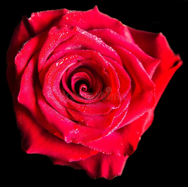 Red rose isolated on black background. Passion royalty free stock image Red rose isolated on black background. Passion royalty free stock image