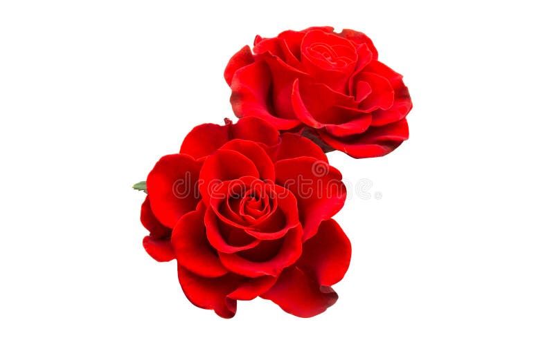 red rose isolated