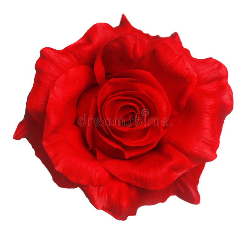 1,644,796 Rose Stock Photos - Free & Royalty-Free Stock Photos from  Dreamstime