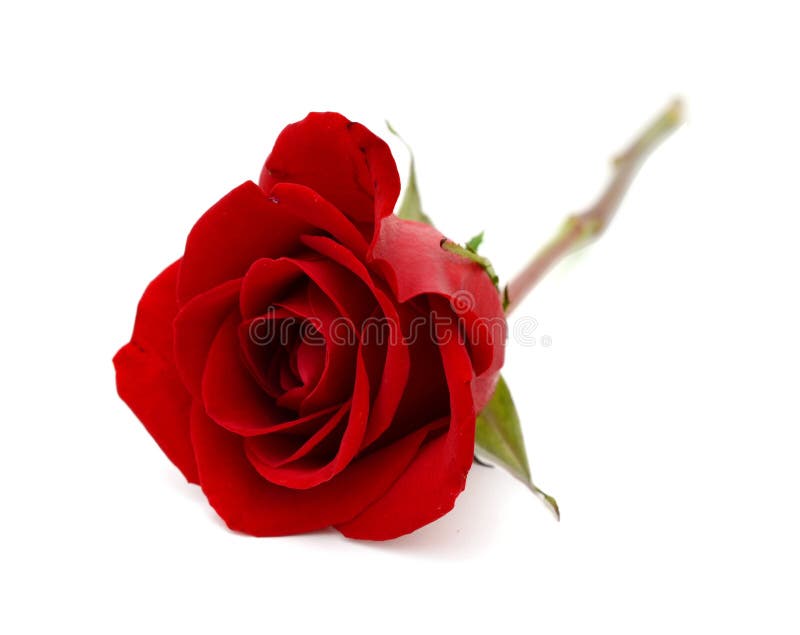 Red rose isolated