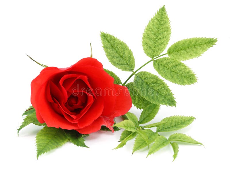 Red Rose stock image. Image of gift, beauty, floral, leaves - 54937395