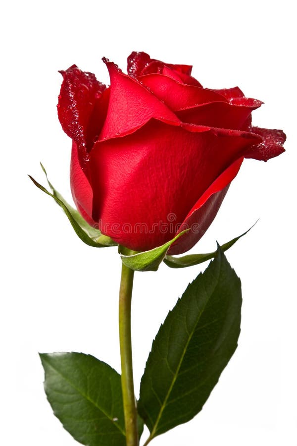 Red rose isolated on white background