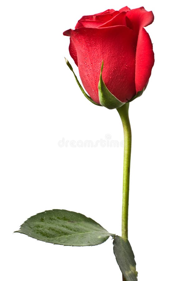 Red rose isolated on white background