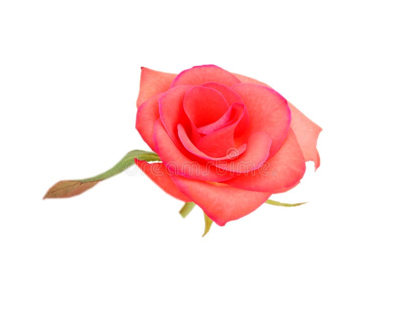 Red rose isolated white background