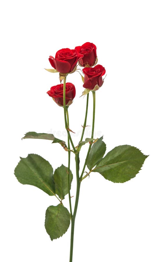 Red rose isolated