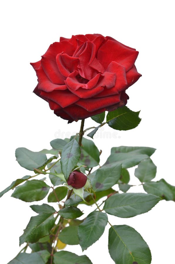 Hoa hồng đỏ độc lập trên nền trắng trông thật tuyệt vời! Hình ảnh này sẽ khiến bạn phải nhìn lặng im và dừng lại để nhìn xem nó. Với đường viền rõ nét, sắc đỏ rực rỡ và nền trắng không tì vết, loại hoa này chính là một biểu tượng cho sự độc lập và sự hoàn hảo.