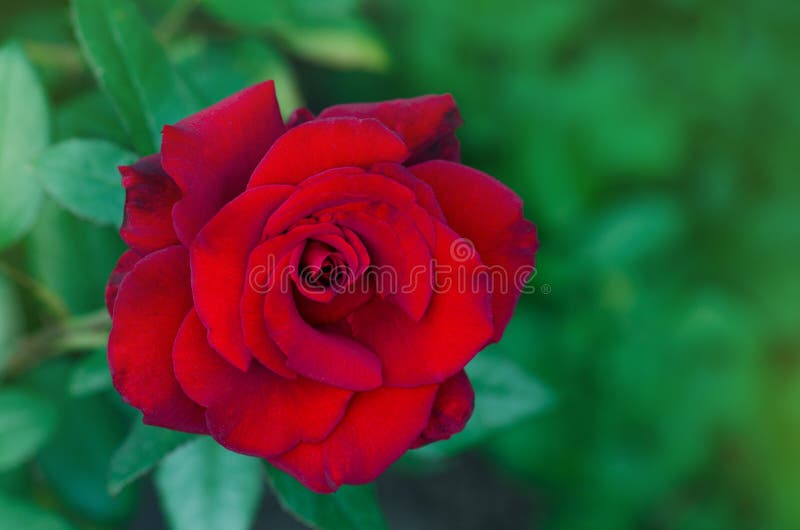 Red Rose Kardinal Blooming in Roses Garden Stock Image - Image of ...