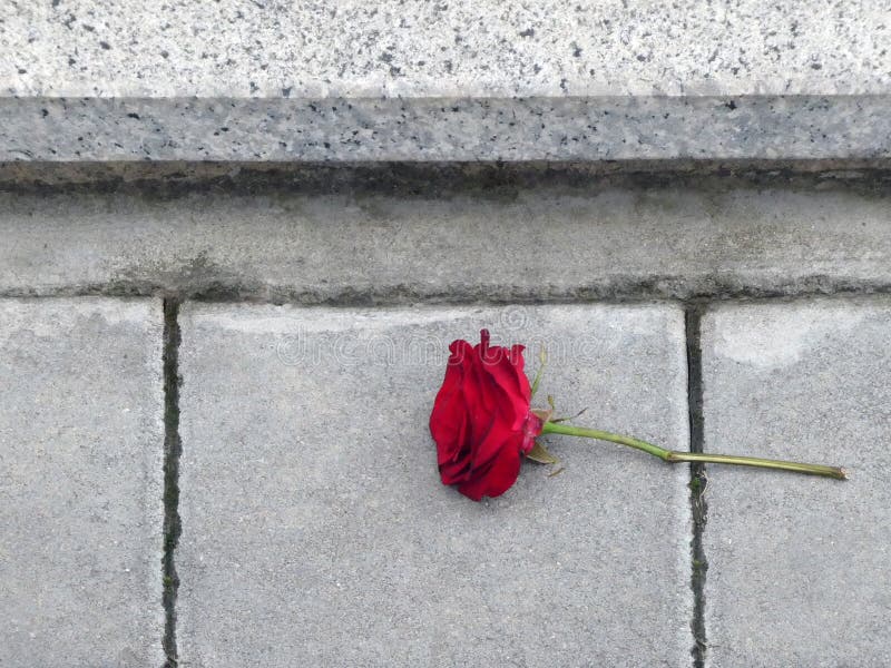 Red rose on the ground stock photo. Image of park, redrose 179636600