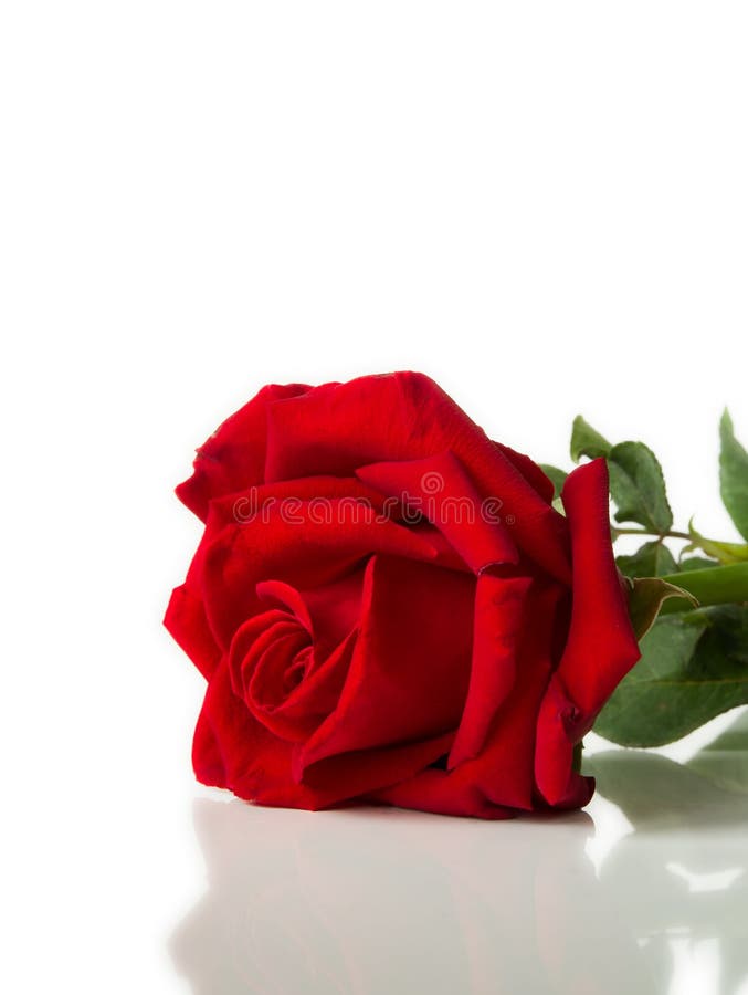 Red Rose Laying On White Background Stock Image Image of blossom