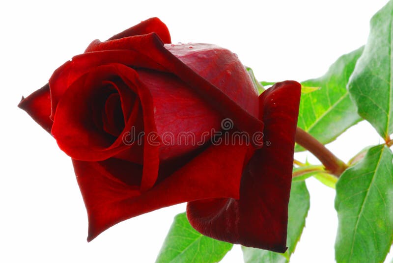 Red rose with leaves stock photo. Image of close, blossom 9525518