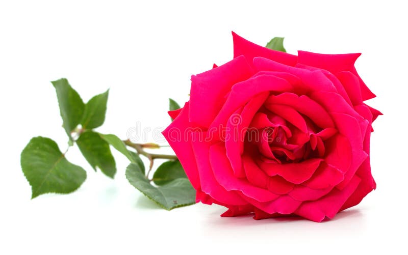 Red rose and leaves stock image. Image of natural, celebrations 263541063