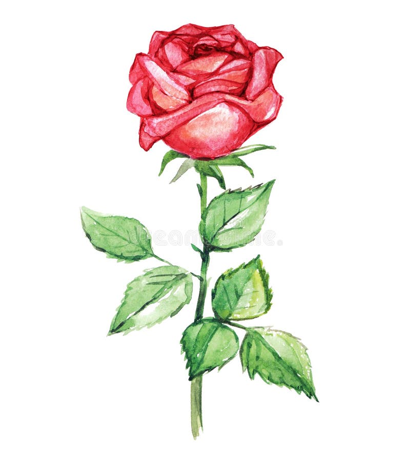 Red Rose with Leaves, Watercolor Illustration Stock Illustration ...