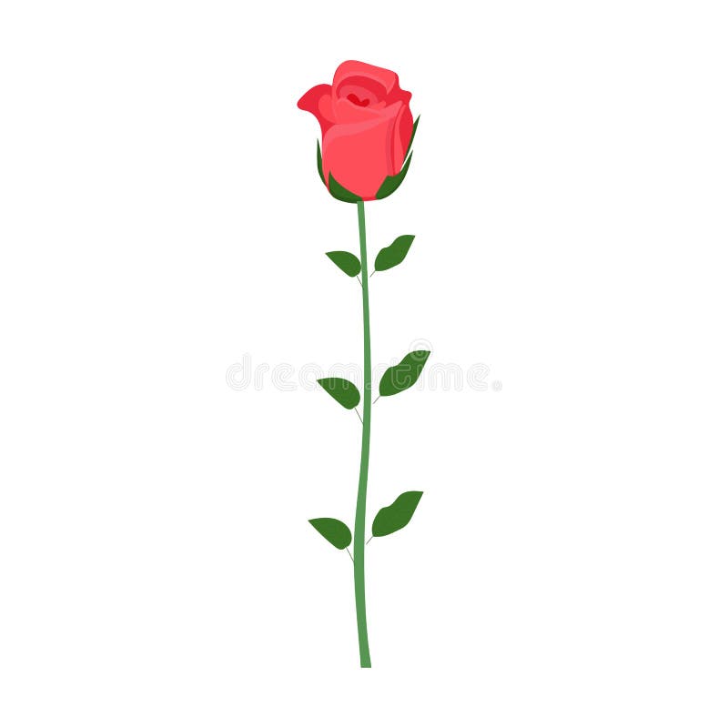 Red Rose on a Leg on a White Background for Use in Clipart Stock Vector ...