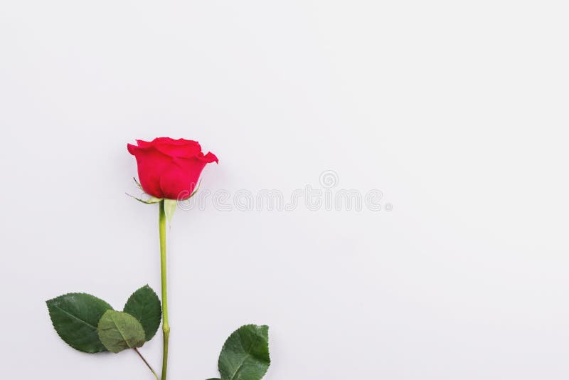 Red Rose on a Light Background. Place for Text, Flatlay Stock Photo