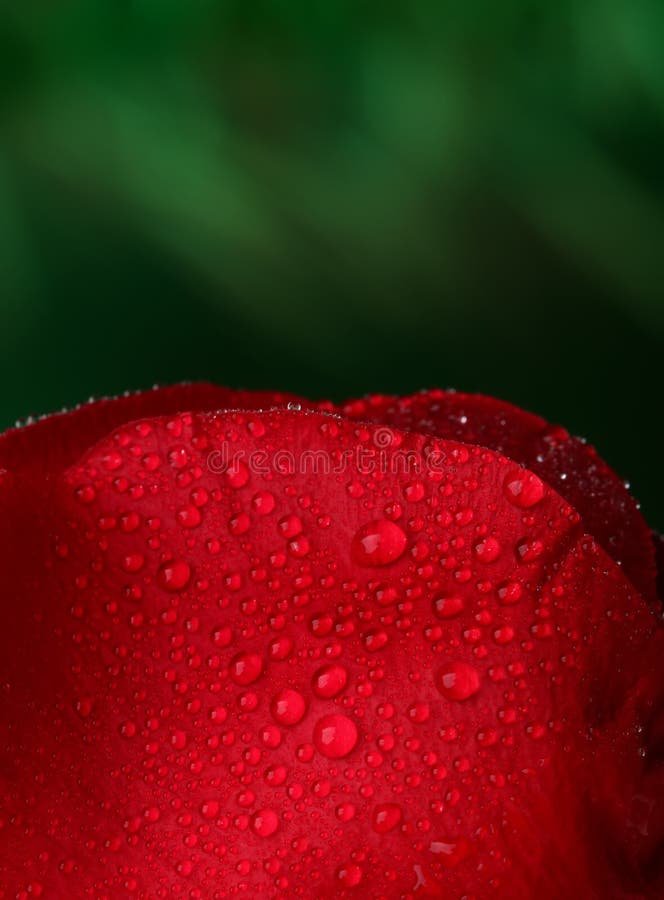Red Rose with Lots of Water Drops Stock Photo Image of season, drops