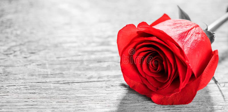 Red rose on wood stock photo. Image of rose, plank, passion - 131882492