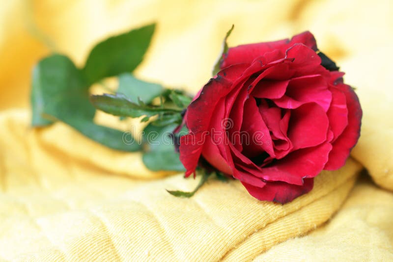 Red rose lying on yellow background. Floral concept background. Beauty in fragility concept. Nature backgrounds for card design. Red rose lying on yellow royalty free stock photos Red rose lying on yellow background. Floral concept background. Beauty in fragility concept. Nature backgrounds for card design. Red rose lying on yellow royalty free stock photos